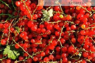 Как се съхранява червено френско грозде
