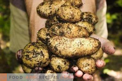 Картофи: ползи и вреди за организма